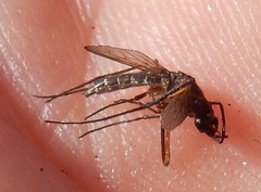Psorophora