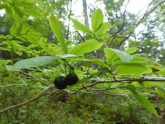 Lonicera nigra