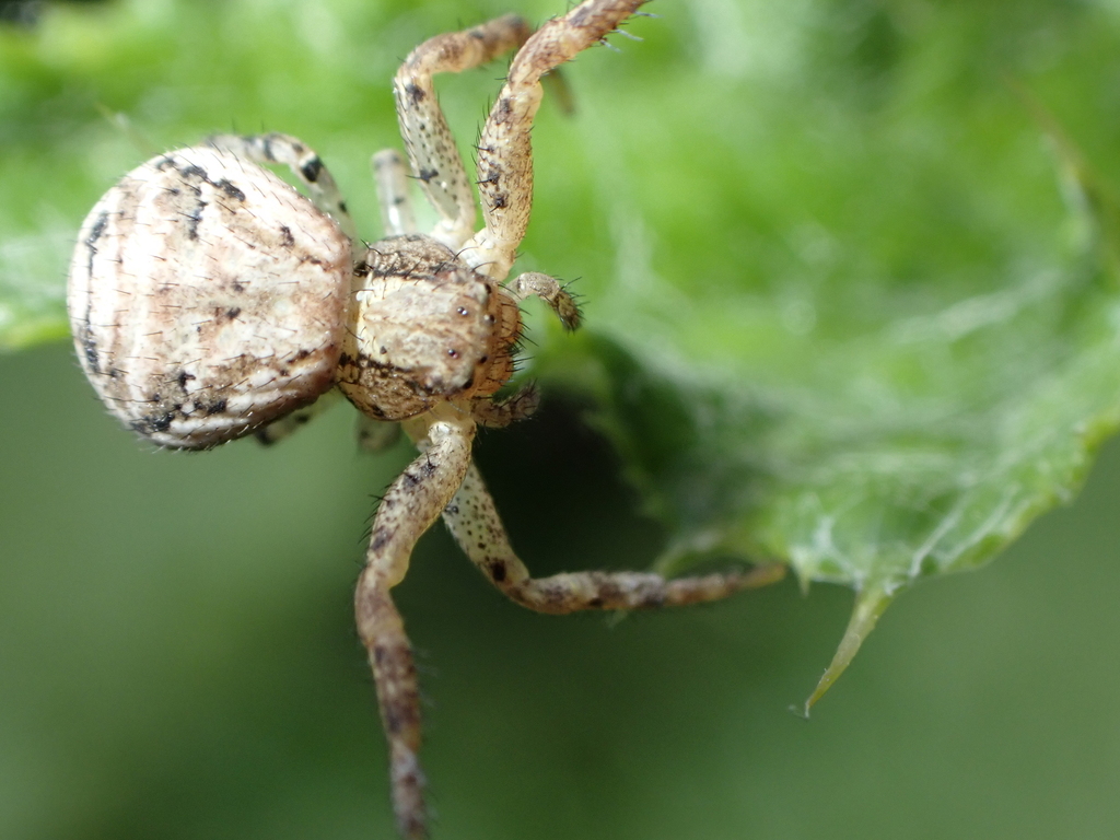 Xysticus verneaui