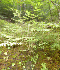 Lonicera nigra