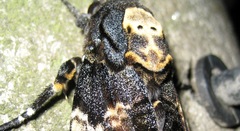 Acherontia atropos