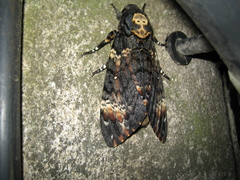 Acherontia atropos