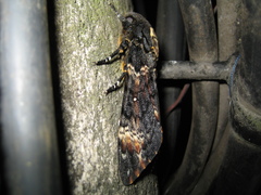 Acherontia atropos