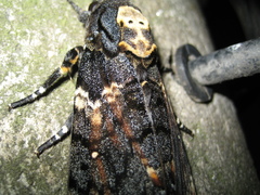 Acherontia atropos
