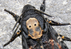 Acherontia atropos
