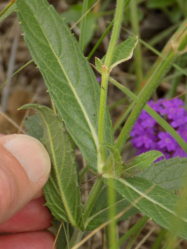Verbena rigida