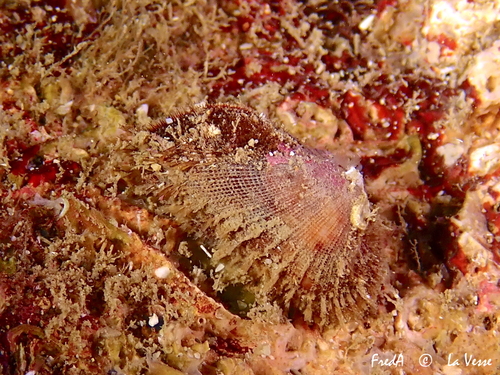 Representative image of Barbatia barbata