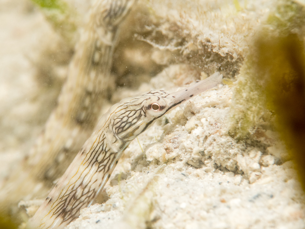Bloodspot Pipefish
