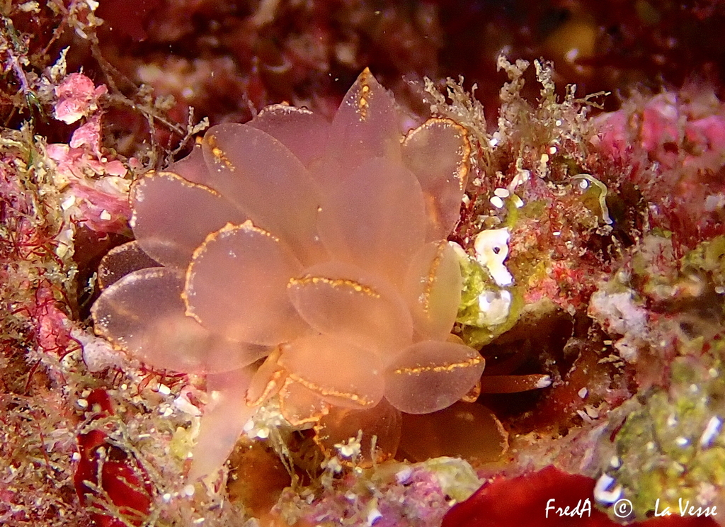 Cyerce graeca