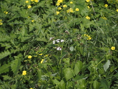 Pericallis echinata image