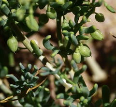 Tetraena cylindrifolia image