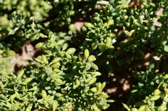 Tetraena cylindrifolia image