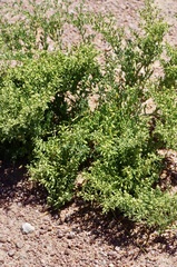 Tetraena cylindrifolia image