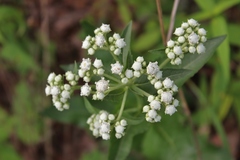 Parthenium integrifolium
