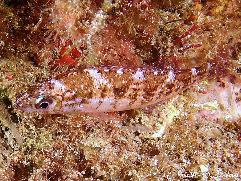 Photo de Picarel (Spicara smaris)