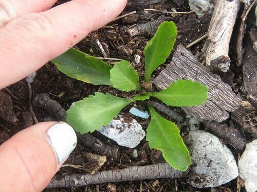Lepidium owaihiense observed 2023-03-03