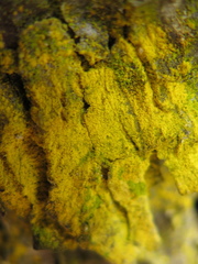 Chrysothrix chlorina