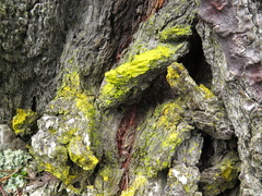 Chrysothrix chlorina