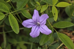 Ruellia pedunculata