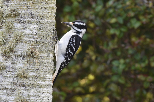Hairy Woodpecker