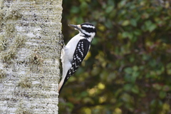 Hairy Woodpecker photo 3