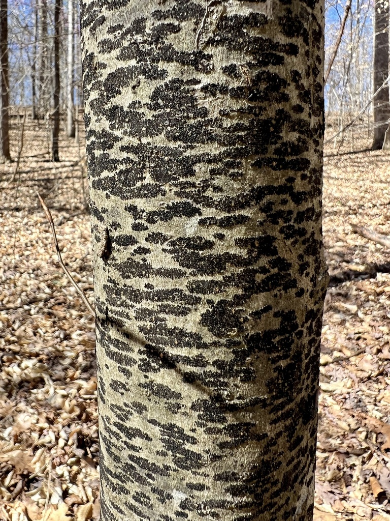 Ascodichaena rugosa