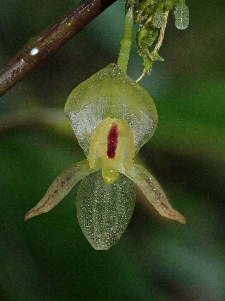 Pleurothallis cernua