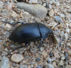 Ablattaria laevigata