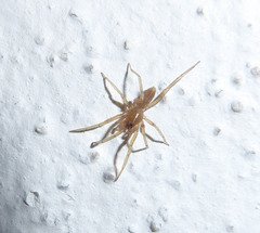Dysderidae