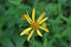 Verbesina helianthoides