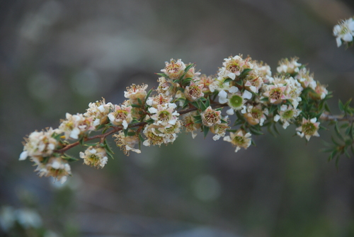 Image of Leptospermum arachnoides by (c) Татьяна Максимова, some rights reserved (CC BY)