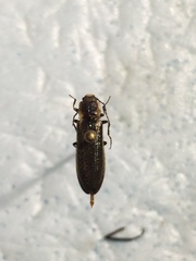 Denticollis denticornis