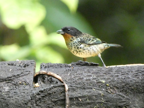 Rufous-throated Tanager (Ixothraupis rufigula), photo 4