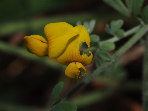 Lotus campylocladus image