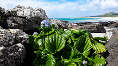 Chatham Island Forget-me-not (Myosotidium)
