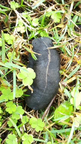 Laevicaulis alte