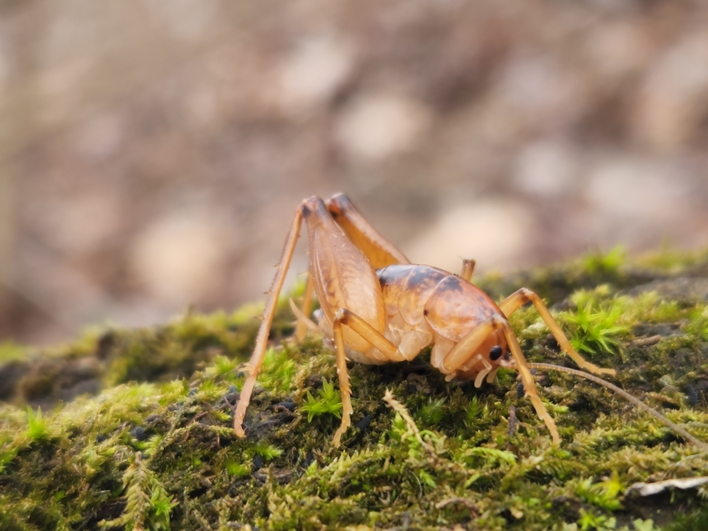 Greenhouse Camel Cricket from Summit Township, PA, USA on March 4, 2023 ...