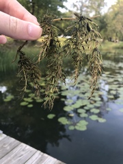 Ceratophyllum demersum