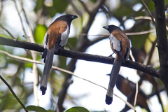 Dendrocitta vagabunda