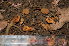 Phylloporia spathulata image