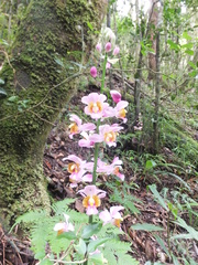 Calanthe francoisii image