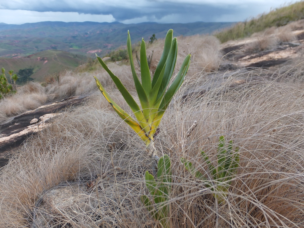Angraecum sororium