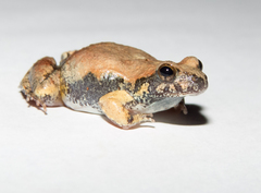 Maracas Dwarf Frog photo 2