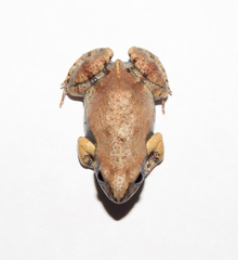 Maracas Dwarf Frog photo 1