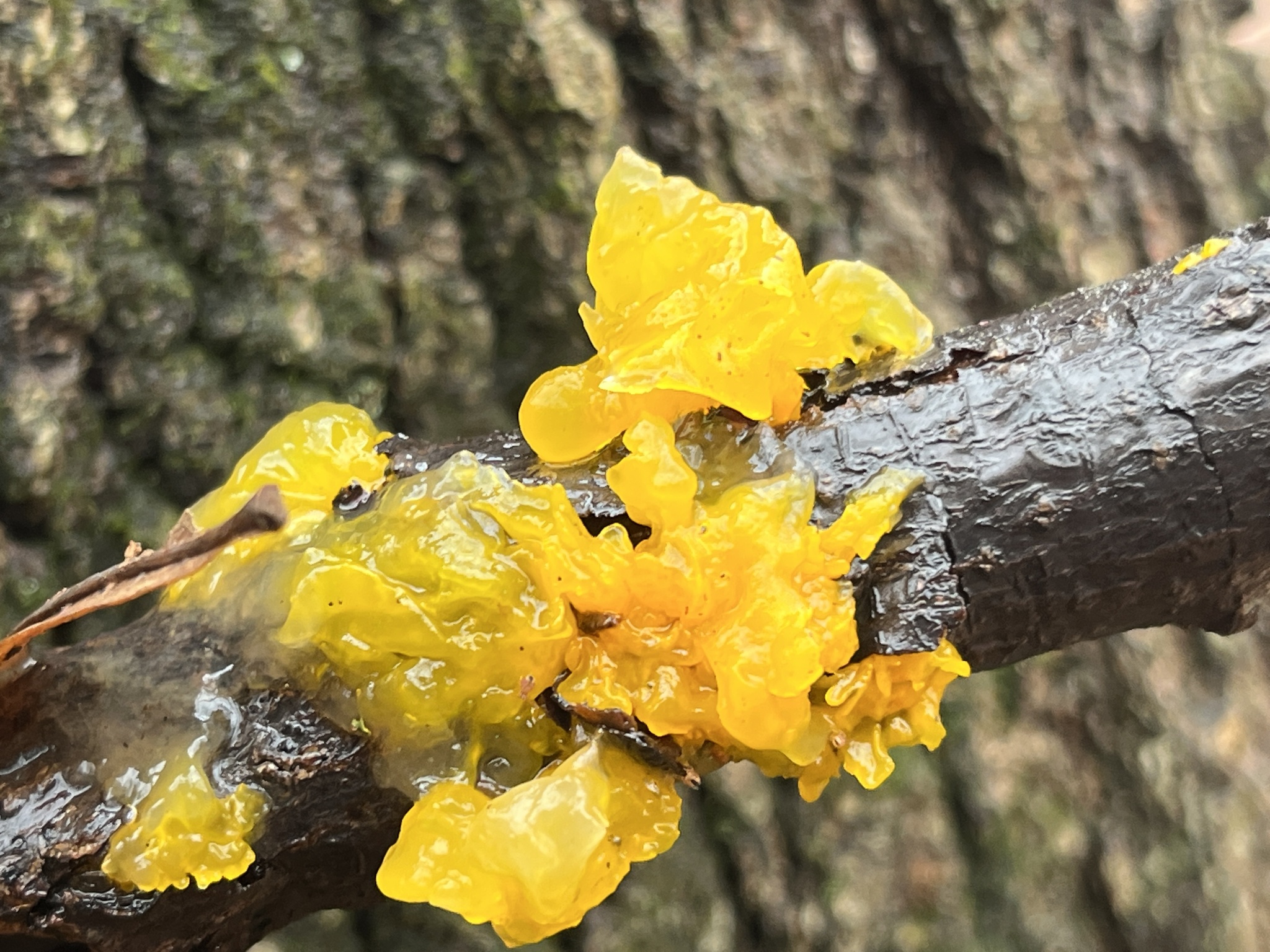 A bright yellow Tremella jelly fungus on a bare branch
