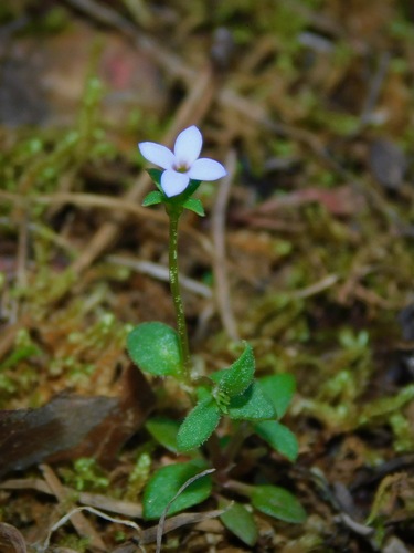 tiny bluet