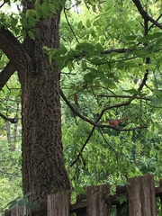 Cardinalis cardinalis