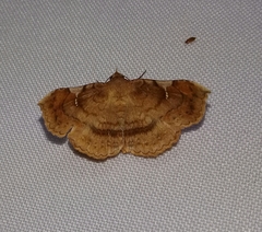 Azeta repugnalis