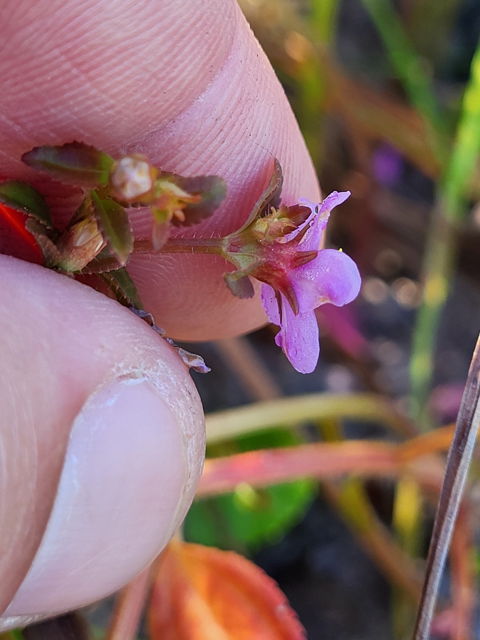 Acisanthera quadrata Juss. ex Poir.