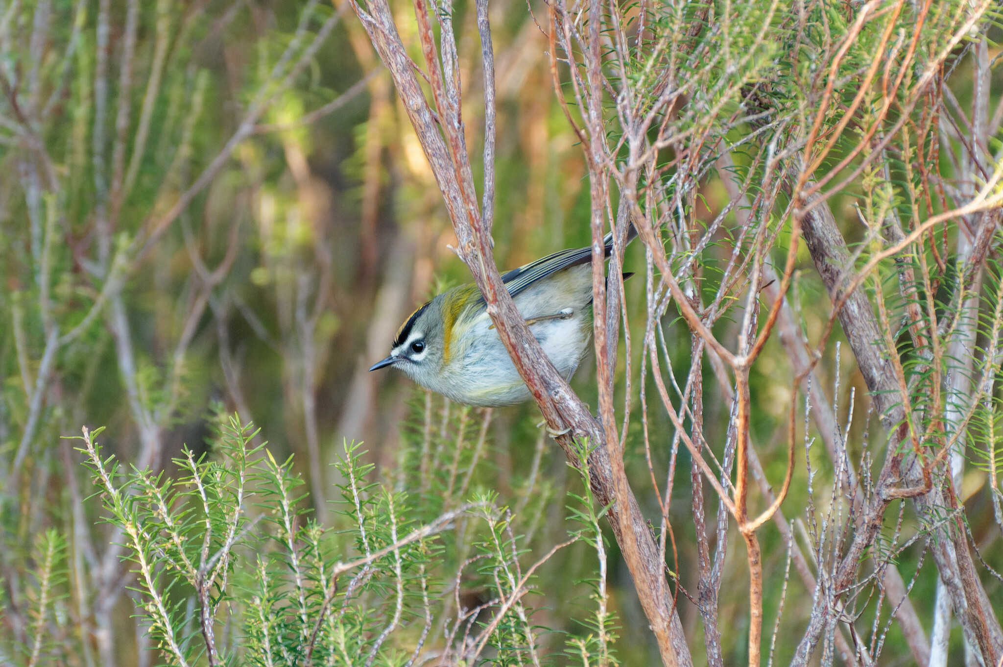Madeira Firecrest illustration